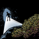 Image for article titled How To Score Weed